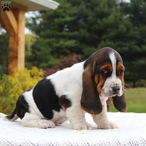 Dixie, Basset Hound Puppy